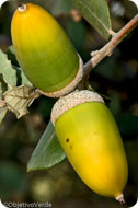 Bellotas de encina. Monfragüe Rural. Parque Nacional de Monfrag&uuml;e. C&aacute;ceres.