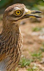 Birding por el Parque Nacional de Monfragüe