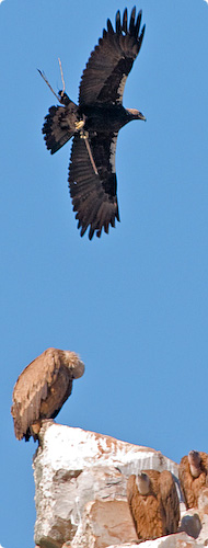 Turismo Ornitológico - Monfragüe